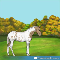 Horse Color:Silver Smoky Grullo Tobiano Appaloosa Rabicano