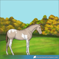 Horse Color:Classic Champagne Dun Tobiano Appaloosa Rabicano 