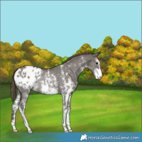 Horse Color:Smoky Grullo Sabino Appaloosa Rabicano 