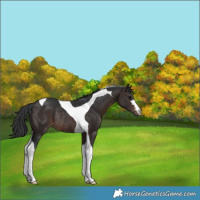 Horse Color:Brown Tobiano Rabicano