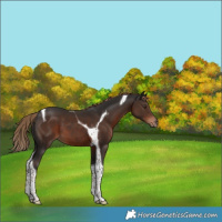 Horse Color:Liver Chestnut Tobiano 
