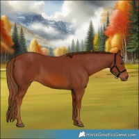 Horse Color:Chestnut 
