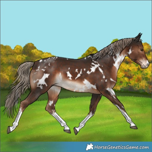 Horse Color:White Spotted Liver Chestnut 