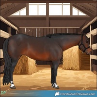 Horse Color:Brown 