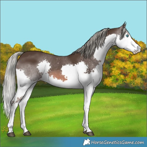 Horse Color:Liver Chestnut Mushroom Sabino Splash 