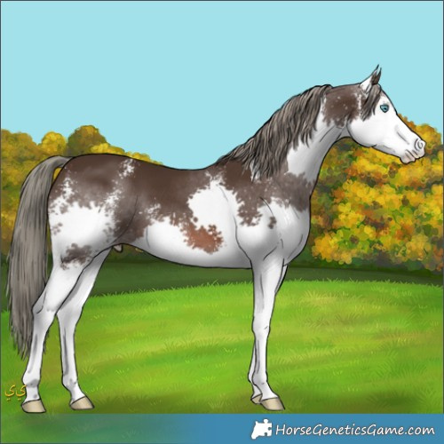 Horse Color:Liver Chestnut Mushroom Sabino Splash 