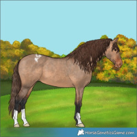 Horse Color:Bay Dun Appaloosa
