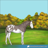 Horse Color:Liver Red Roan Splash Appaloosa 