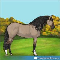 Horse Color:Liver Red Dun 