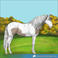 Horse Color:Silver Grullo Splash Tobiano 