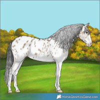 Horse Color:White Spotted Liver Red Dun Blanket Rabicano 