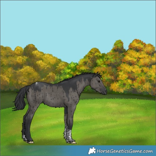 Horse Color:Grullo Tobiano Rabicano Brindle 