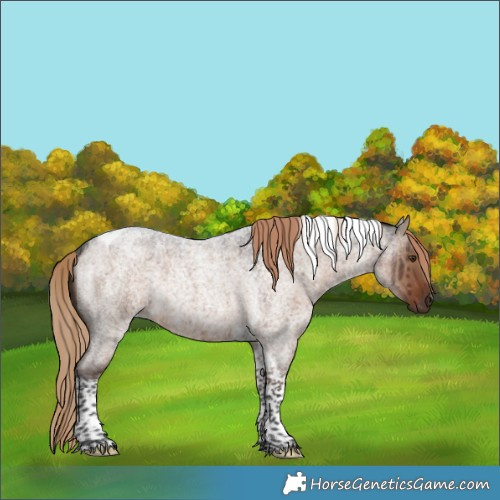 Horse Color:Liver Red Dun Roan Tobiano Rabicano Brindle 