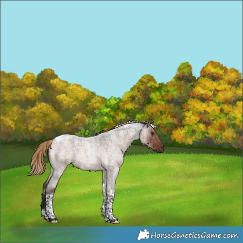 Horse Color:Liver Red Dun Roan Tobiano Rabicano Brindle 