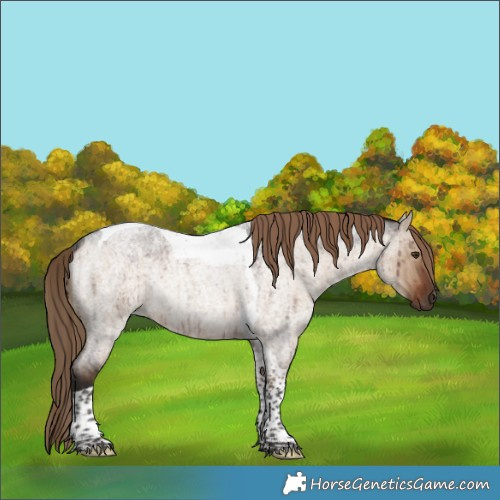 Horse Color:Liver Red Dun Roan Tobiano Rabicano Brindle 