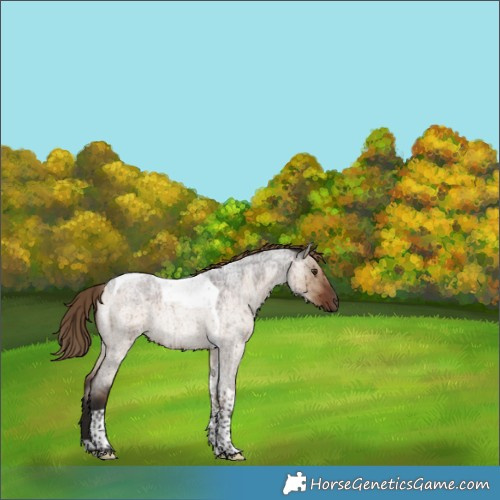 Horse Color:Liver Red Dun Roan Tobiano Rabicano Brindle 