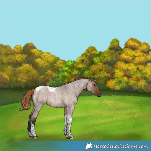 Horse Color:Liver Red Dun Roan Tobiano Rabicano Brindle 