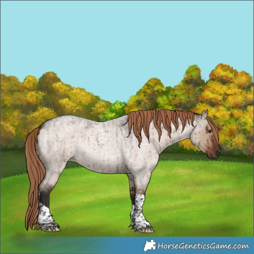 Horse Color:Liver Red Dun Roan Tobiano Rabicano Brindle