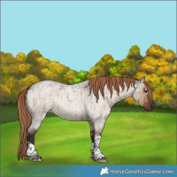 Horse Color:Liver Red Dun Roan Tobiano Rabicano Brindle 