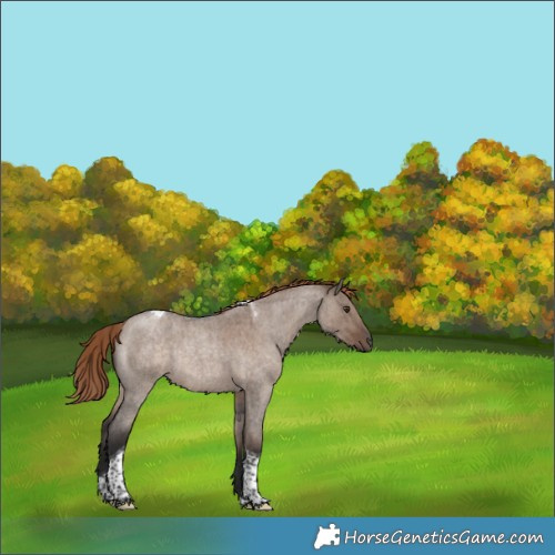 Horse Color:Liver Red Dun Roan Tobiano Rabicano Brindle 