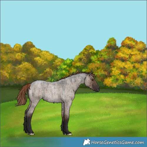 Horse Color:Liver Red Dun Roan Rabicano Brindle 