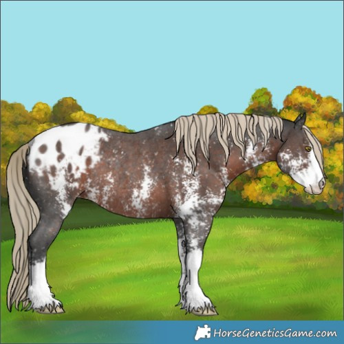 Horse Color:Liver Chestnut Sabino Appaloosa Rabicano 