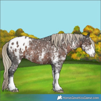 Horse Color:Liver Chestnut Sabino Appaloosa Rabicano