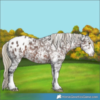 Horse Color:Liver Chestnut Sabino Blanket Rabicano 