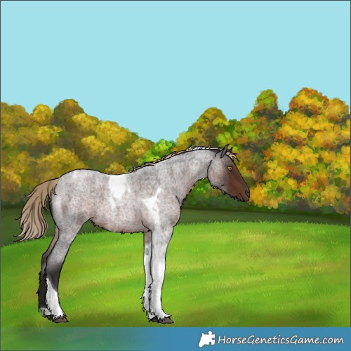 Horse Color:Liver Red Roan Tobiano 