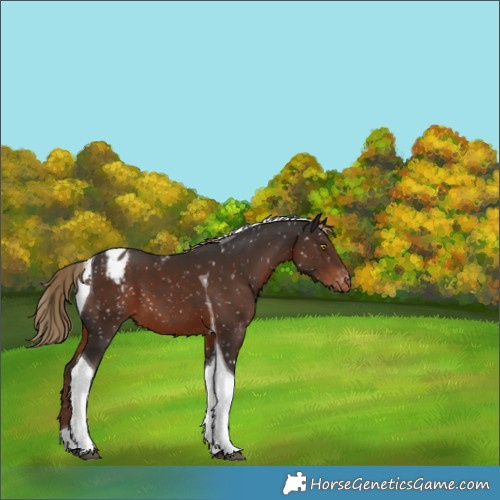Horse Color:Liver Chestnut Tobiano Appaloosa 
