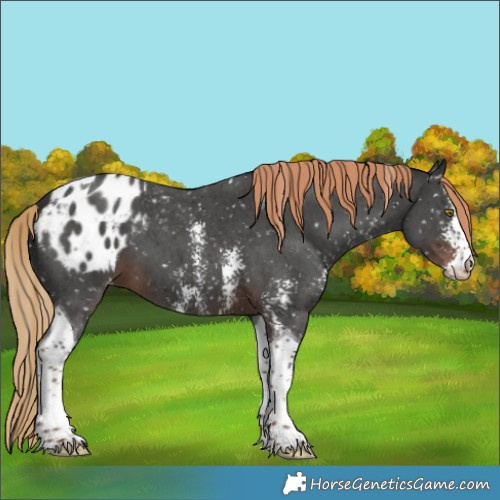 Horse Color:Liver Chestnut Sabino Tobiano Appaloosa