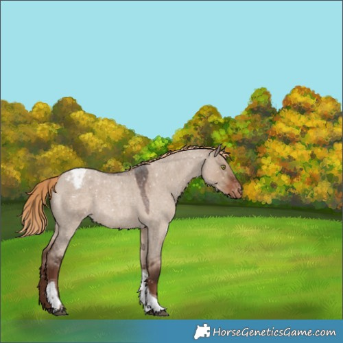 Horse Color:Liver Red Dun Roan Tobiano Appaloosa Rabicano 