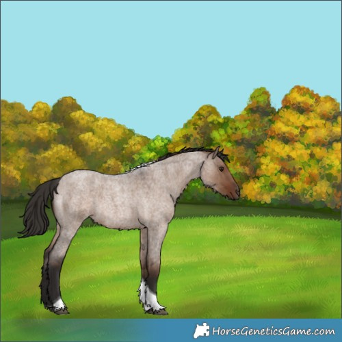 Horse Color:Liver Red Dun Roan Tobiano Rabicano 