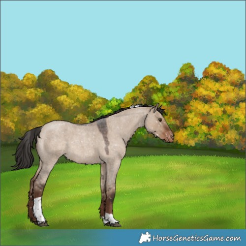 Horse Color:Liver Red Dun Roan Tobiano Appaloosa 