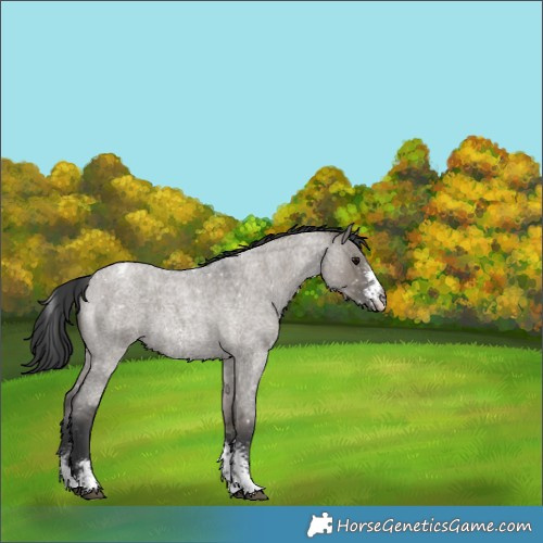 Horse Color:Grullo Roan Sabino Appaloosa 