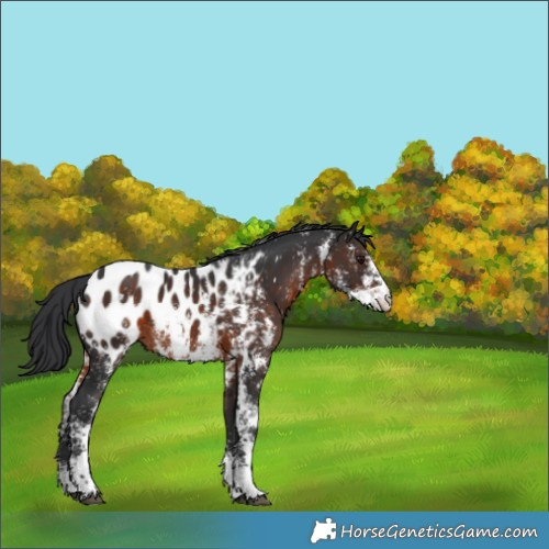 Horse Color:Brown Sabino Appaloosa 