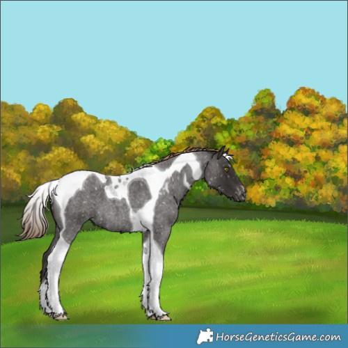Horse Color:Liver Red Roan Tobiano Appaloosa 