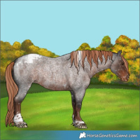 Horse Color:Liver Red Roan Tobiano Snowcap