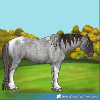 Horse Color:Liver Red Roan Tobiano Appaloosa Rabicano