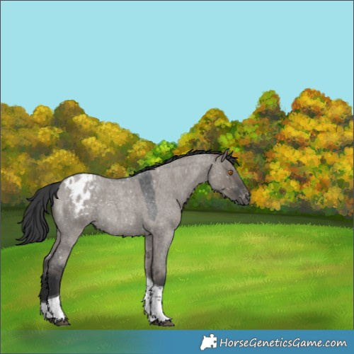 Horse Color:Grullo Roan Tobiano Appaloosa Rabicano 