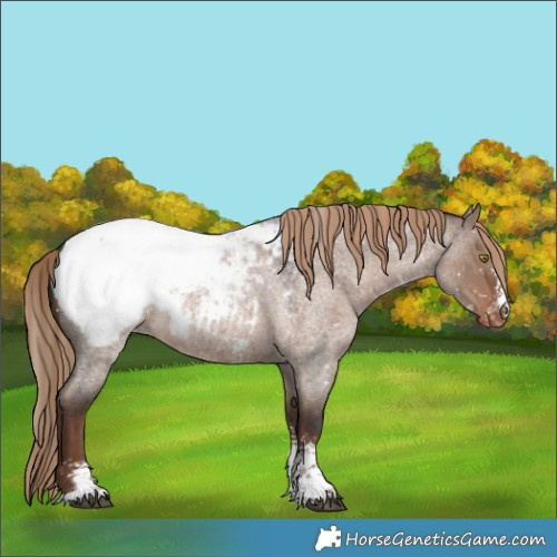 Horse Color:Liver Red Dun Roan Sabino Snowcap 