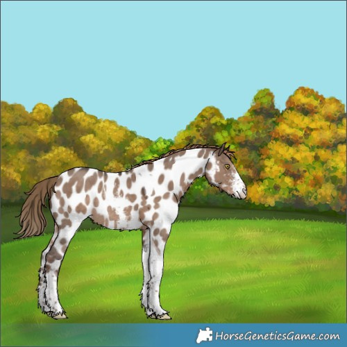 Horse Color:Liver Red Dun Sabino Tobiano Appaloosa Rabicano 