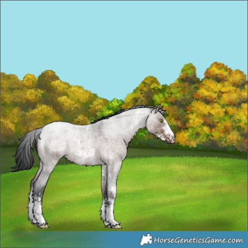 Horse Color:Brown Roan Dun Sabino Snowflake Varnish Rabicano 