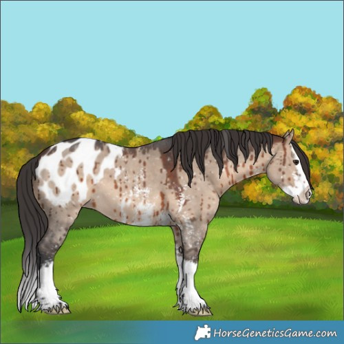 Horse Color:Brown Dun Sabino Splash Near Leopard Brindle 