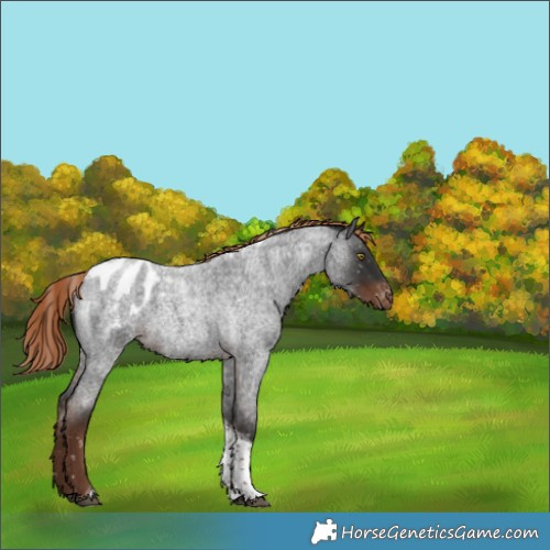 Horse Color:Liver Red Roan Tobiano Appaloosa Rabicano 