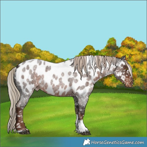 Horse Color:Liver Red Roan Tobiano Appaloosa Rabicano 