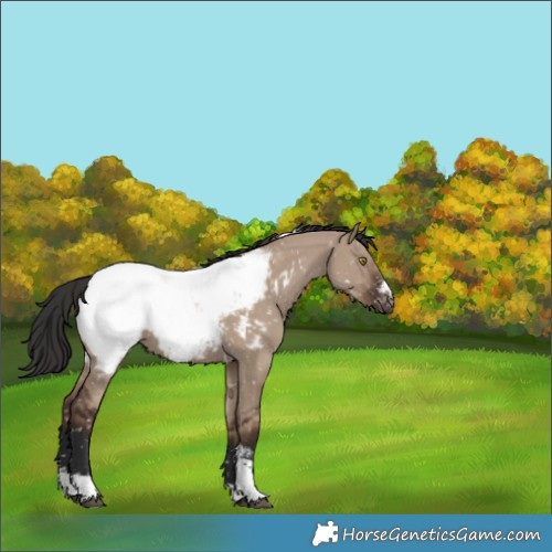 Horse Color:Liver Red Dun Sabino Tobiano Appaloosa Rabicano 