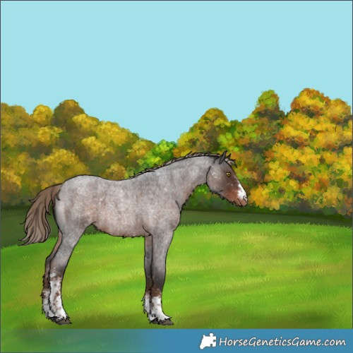 Horse Color:Liver Red Roan Sabino Appaloosa 