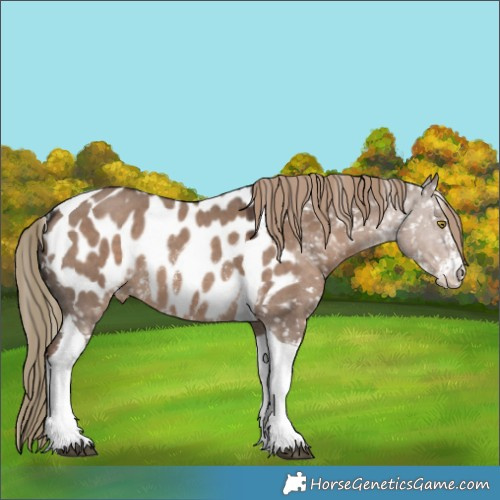 Horse Color:Liver Red Dun Sabino Tobiano Appaloosa 