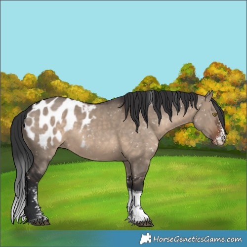 Horse Color:Brown Dun Sabino Tobiano Appaloosa Rabicano